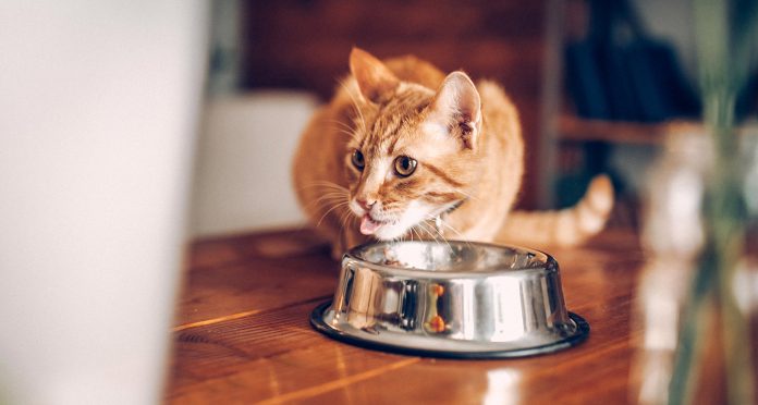 Chicken Broth for Cats: A Guide to Serving Sizes